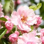 Introduced by University of Illinois, this selection of the midwest native crabapple