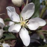 white but no fruit, this is the crabapple to use in locations such as patios and