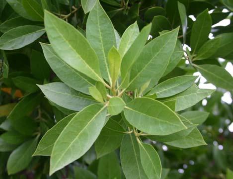 Ecological and Ethnobotanical Functions Buttonwood is a seaside shrub or tree with highly salt-resistant foliage.