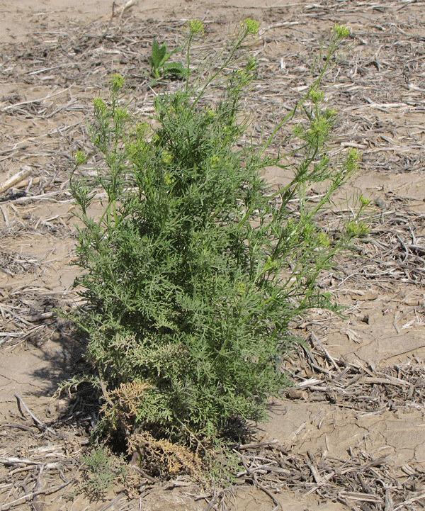 Flixweed (Descurainlia sophia) is very similar to tansy mustard, and often confused with it.