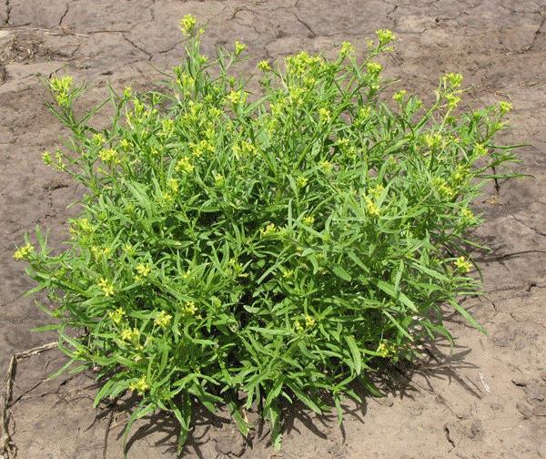 Bushy wallflower (treacle mustard) Bushy wallflower, or treacle mustard, (Erysimum repandum) is a common weed in central and eastern Kansas.