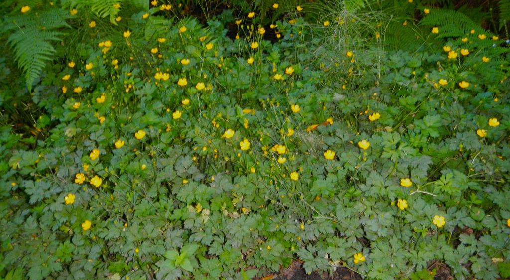 Another creeping buttercup, R.