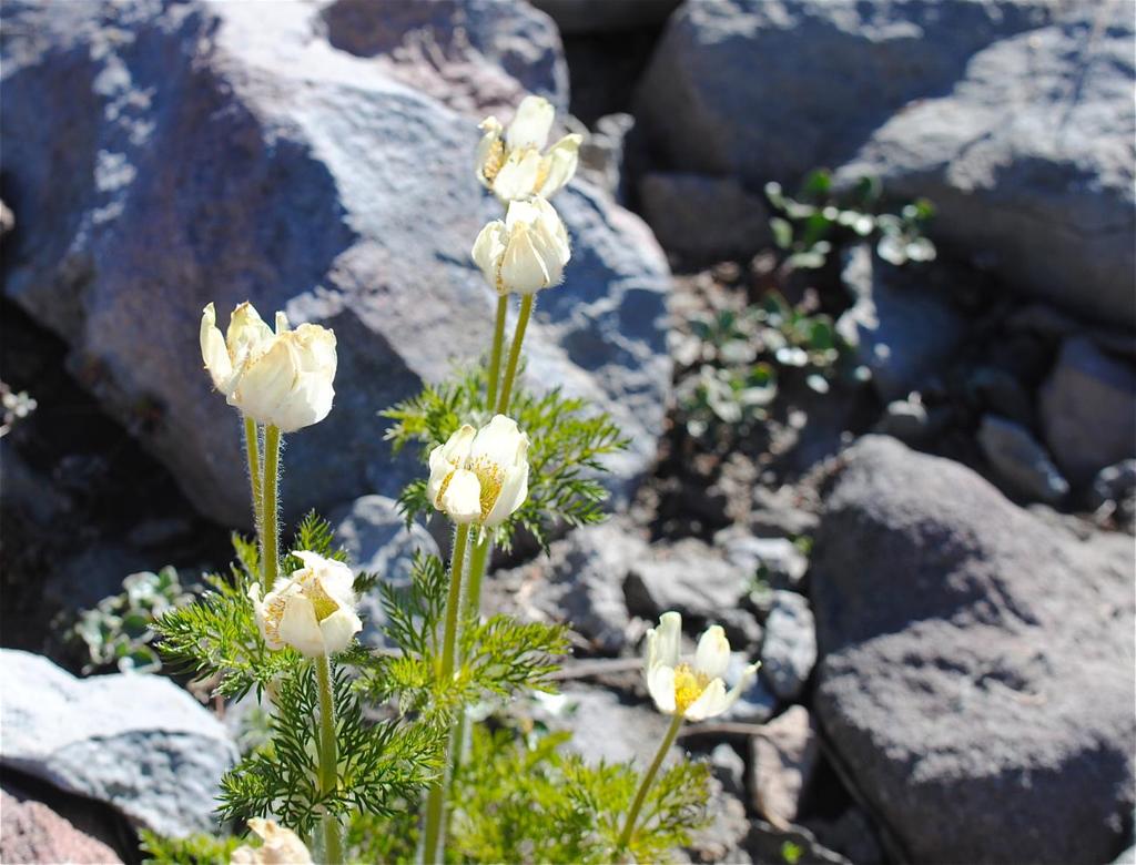 The western anemone or pasque-flower, A.