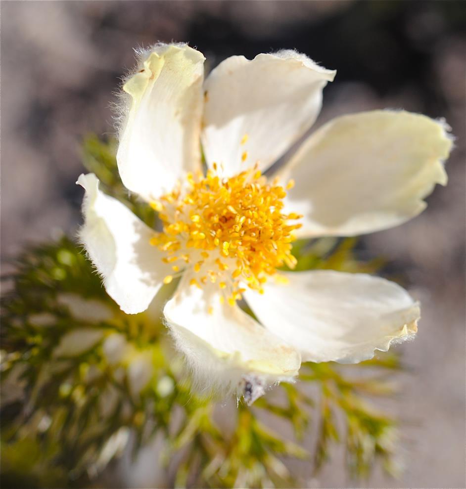 Western anemone has flowers on stalks to a foot high.
