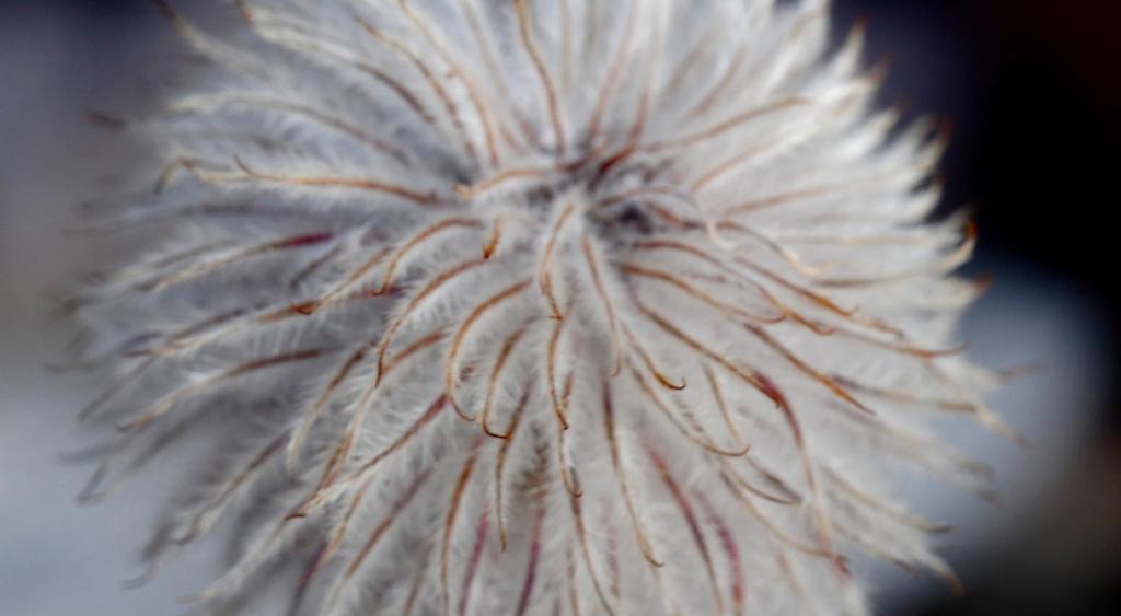 Anemones produce achenes with fuzzy hairs, in the case of western anemone, plumed