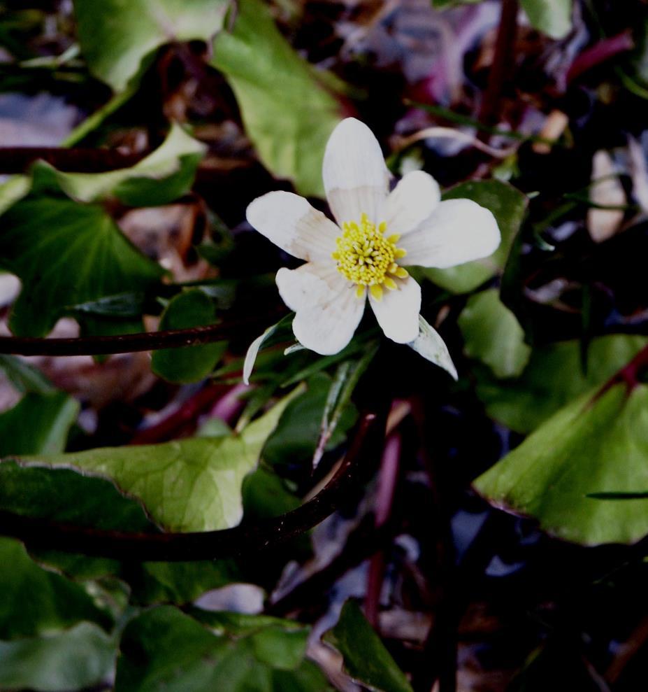 The so-called marsh marigoldm Caltha howellii, is not a marigold at all but rather, looks