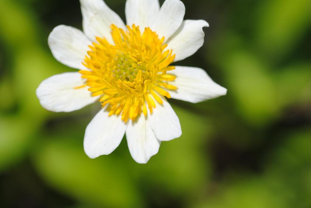 Here s a close view of a marsh marigold flower.