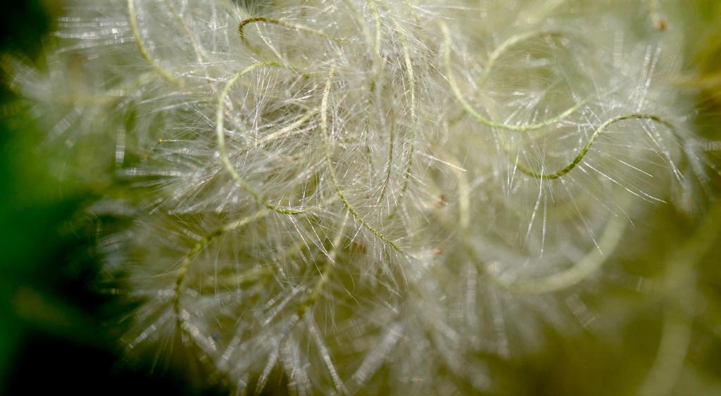 Like western anemone, Clematis produces numerous achenes per