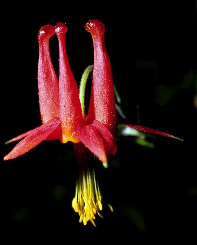 Red columbine makes a splendid forest garden plant, living in woods in the coastal