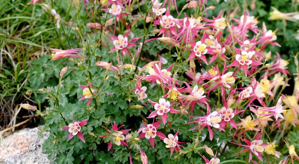 Where alpine and red columbines overlap in distribution, hybrids may occur.