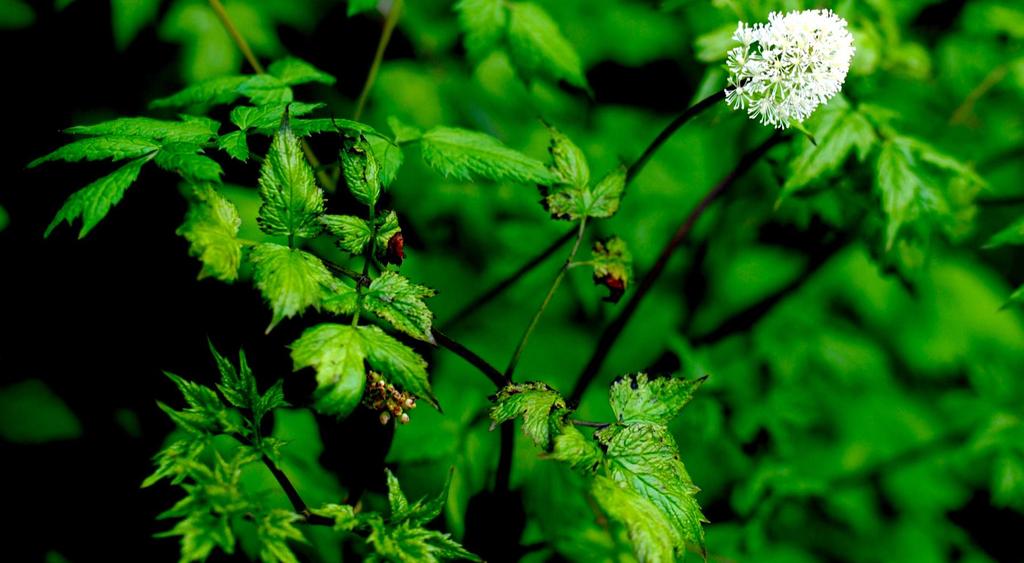 Baneberry blooms in late spring to early