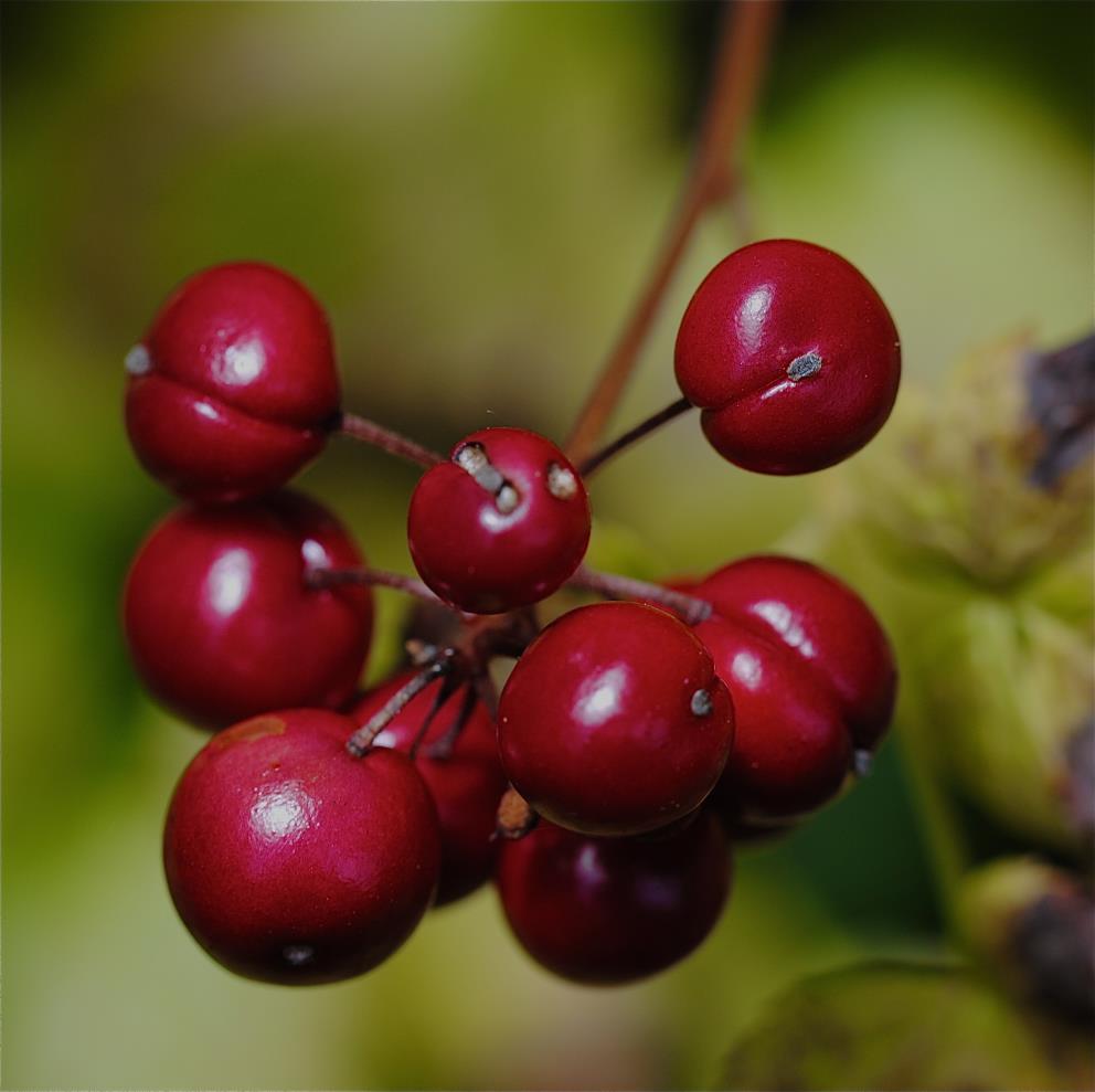 Unlike any other Ranculaceae, baneberry produces shiny red berries,