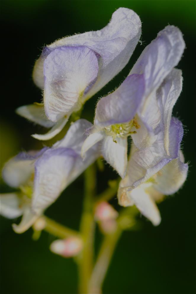 The name monkshood refers to the hooded upper sepal, the other sepals smaller and of a different shape.