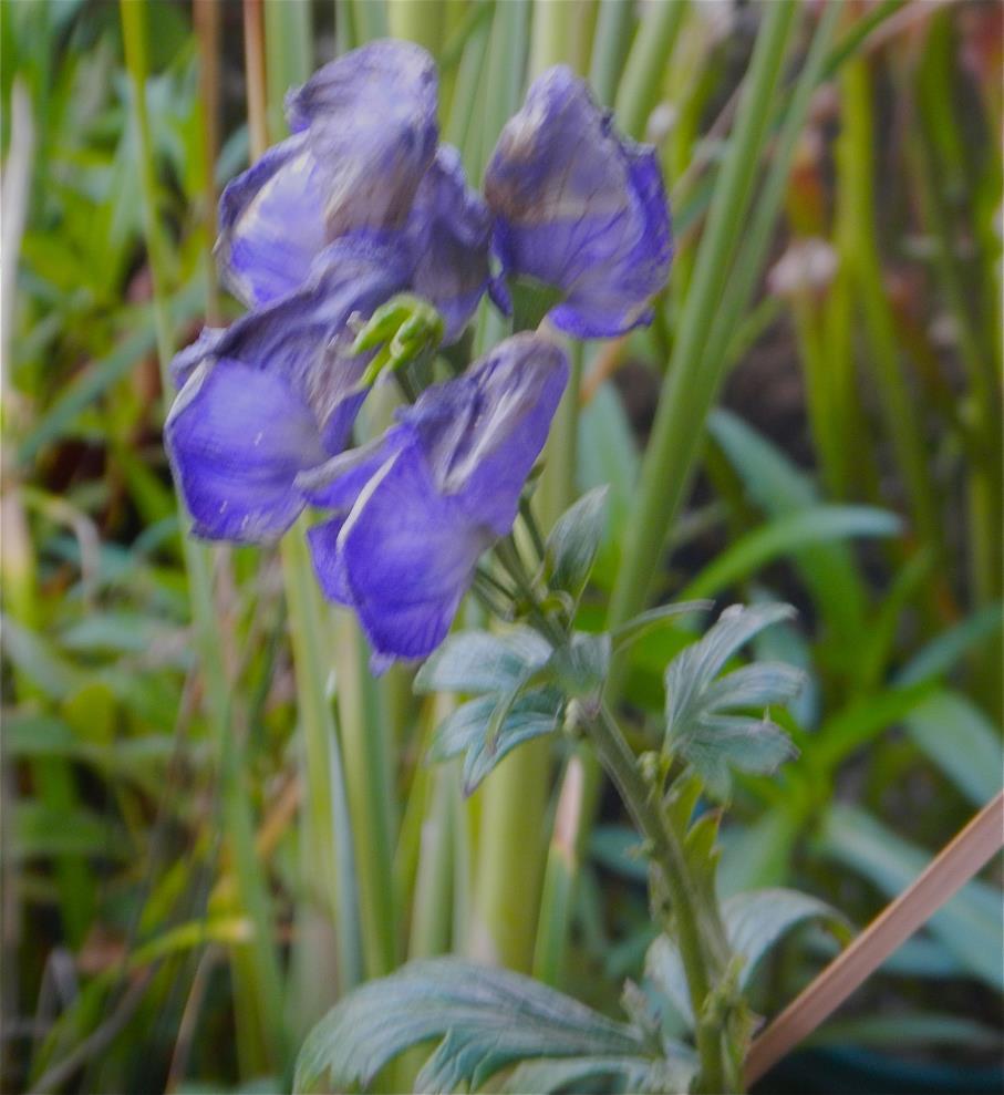 Only one species of monkshood lives in California but there is