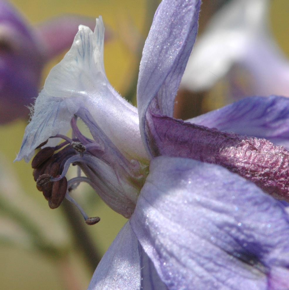 Here you see a close side view of desert larkspur, D.