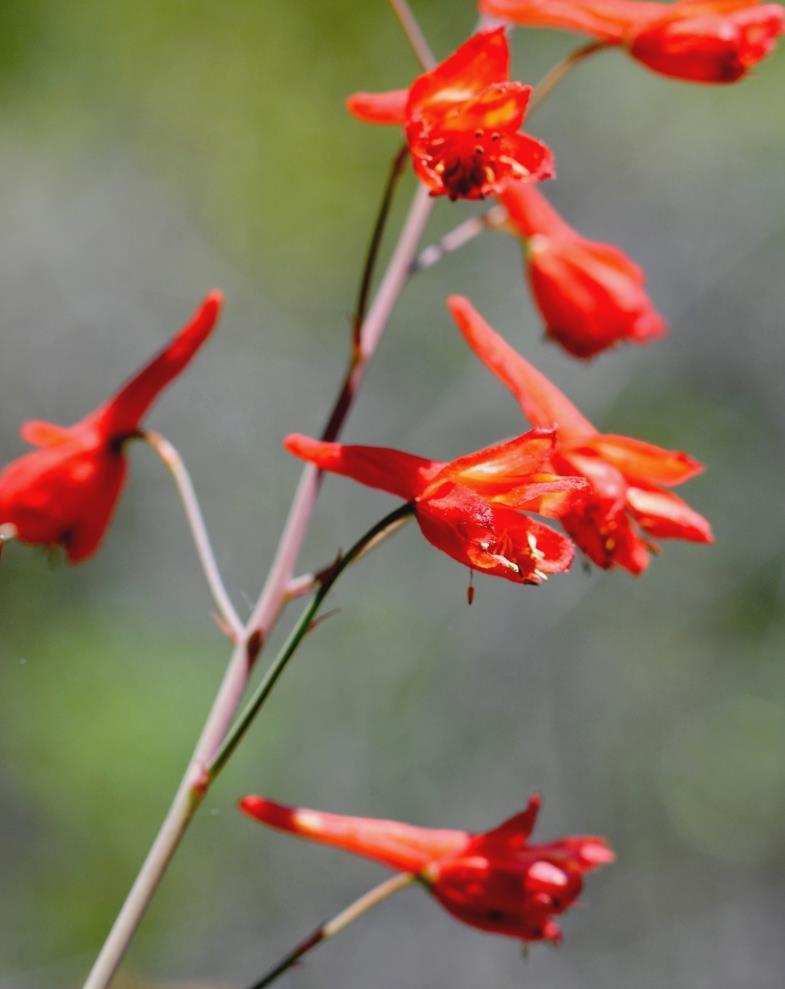 Closely related is the scarlet larkspur (D.