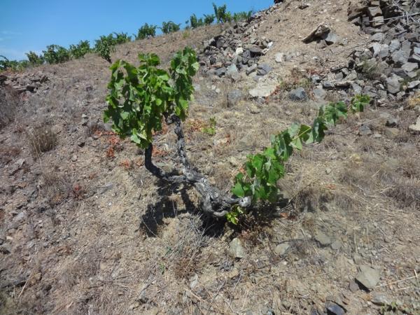 These 130 year old vines are on a super steep coteau, and barely produce 15 hl yields. Mechanical work is impossible, and the prior owner sold it to Tom for next to nothing.