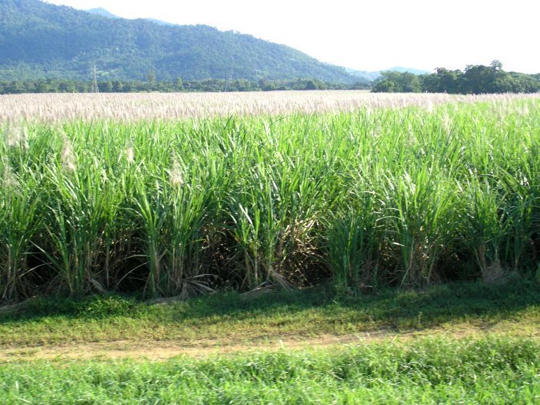 Native to: Polynesia Sugar Cane