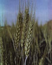 Wheat The