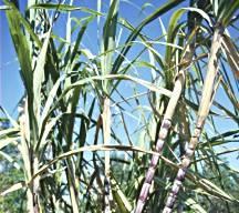 Sugarcane Sugarcane grows to about 8 to 20 feet high and has stems 1 to 2 inches thick.