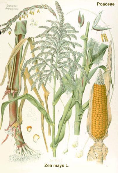 Maize The New World Cereal Zea mays Origin: