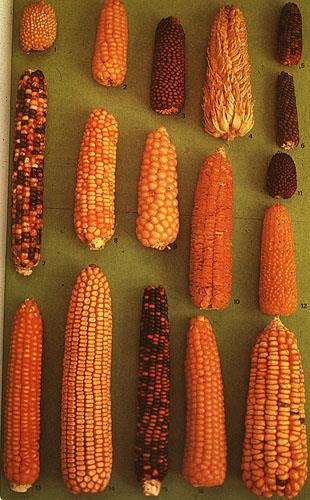 variants Corn