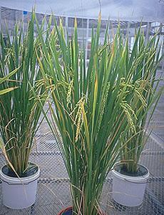 Rice Next Steps for the Green Revolution Rice Genomic Research Golden Rice: Boon or Bane?