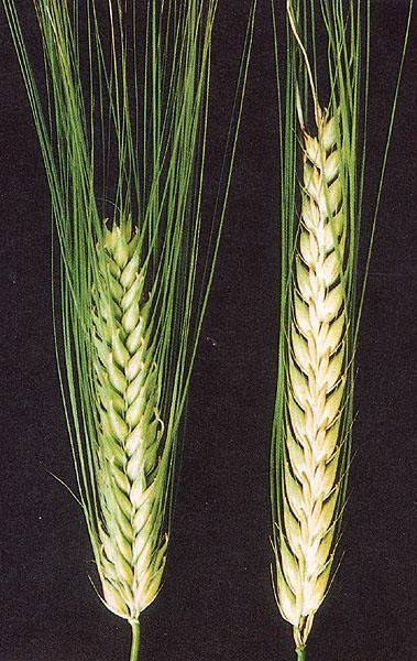 Barley Hordeum vulgare Origin: Near East (Fertile