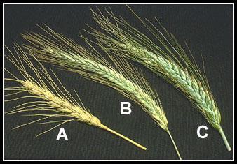 Rye, Witches, and Triticale