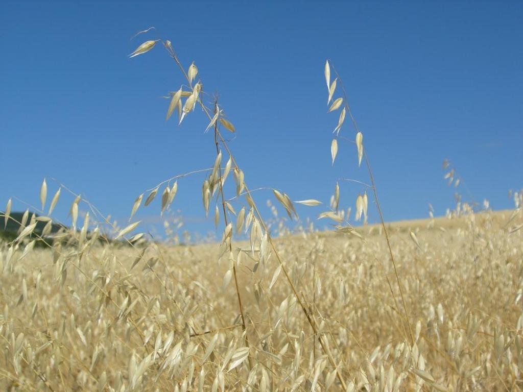 Oats A Weed Becomes (Somewhat) Respectable Origin: It was a weed that grew in barley or wheat fields Adapted to cool