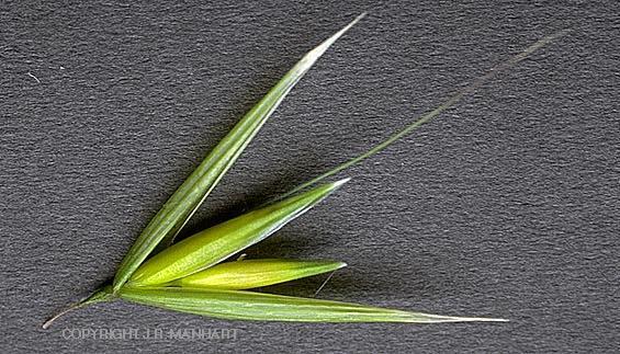 Oats Close Up Oat Spikelet Glumes + Florets The