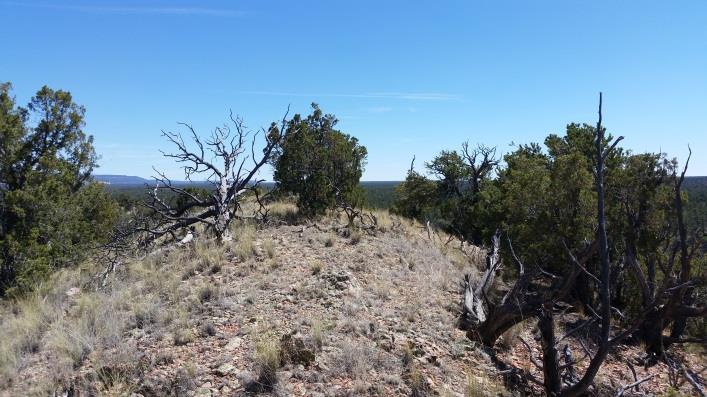 1. Persistent piñon-juniper woodland Found where site conditions have long been inherently favorable