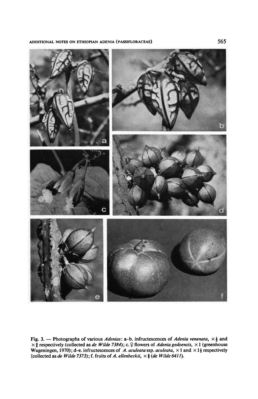 Photographs ADDITIONAL NOTES ON ETHIOPIAN ADENIA (PASSIFLORACEAE) 565 Fig. 3. of various Adenias: a-b. infructescences of Ade nia venenata. x J and x î respectively (collected as de Wilde 7384); c.