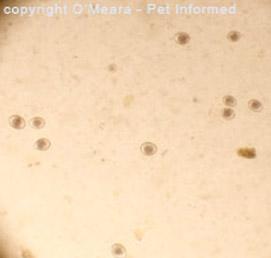 Isospora oocyst (extreme close-up