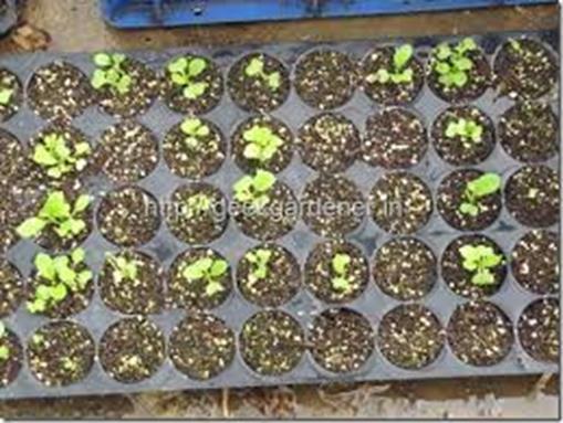 Stipulated germination rate Seed business Free