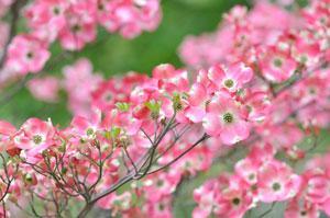 Flowering Dogwood Cornus florida The Flowering Dogwood tree is special because it has great features throughout all the seasons. In the spring its lovely pink or white flowers are very showy.