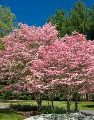 The Kousa Dogwood (see section on Kousa Dogwoods) is more of an upright tree in shape, it is multi-stemmed, and blooms later that the Flowering Dogwood.