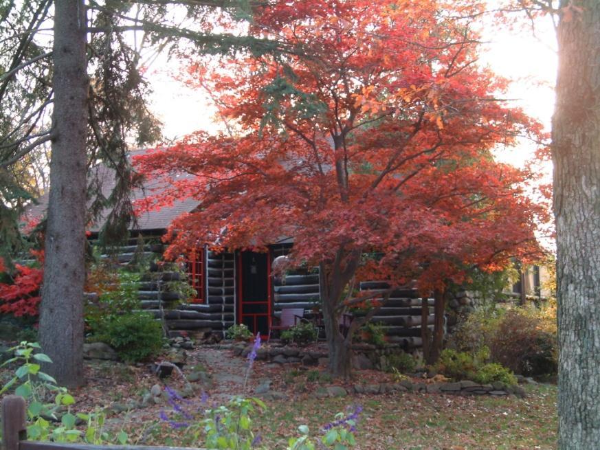 Flower Color Light Pink Fall Color Purple Japanese Maple Tree Acer palmatum This Japanese Maple grows into a medium sized tree.