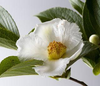Japanese Stewartia Stewartia pseudocamellia This tree has quite a few nice features and I would recommend it for anyone s landscape where a medium to large size tree is desired. 1.