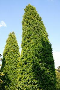 Leyland Cypress X Cupressocyparis leylandii This is one of the fastest growing evergreen trees, which makes it a great choice if you want to achieve privacy quickly.