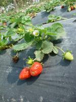 Ever-bearing Strawberries Two major harvests - spring and fall Need 12 hours of sunlight