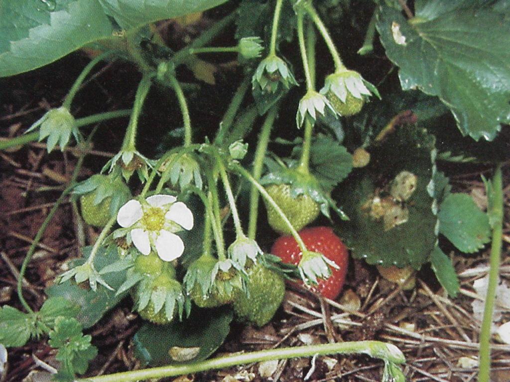 Strawberries for Home Use Use all for longest