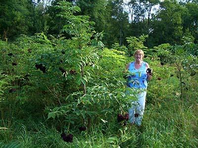 Elderberries Well drained moist soils 4-6 of mulch for moisture