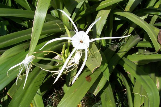 Crinum asiaticum L. Family-Amaryllidaceae Hindi name- Kanwal, Pindu English Namespider lily Location-Common in Bhopal. Distribution- Often cultivated within the area and throughout India.