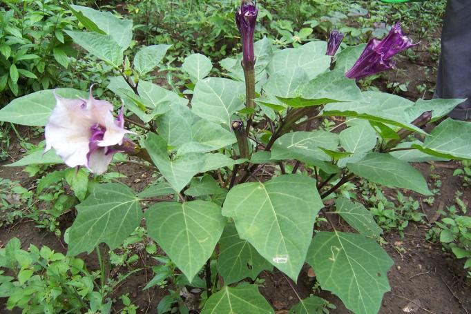 Datura metel Family-Solanaceae Hindi name- Kaladahtura English name- Thorn Apple Location-Ekant Park, Bhopal Distribution- Throughout India, Africa and the tropics of both hemispheres.