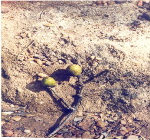 Diospyros melanoxylon Roxb. Family-Ebenaceae Hindi name-tendu English name- Coromandel ebony Location-Ekant/Kolar Park, Bhopal Distribution- Throughout India and Sri Lanka.