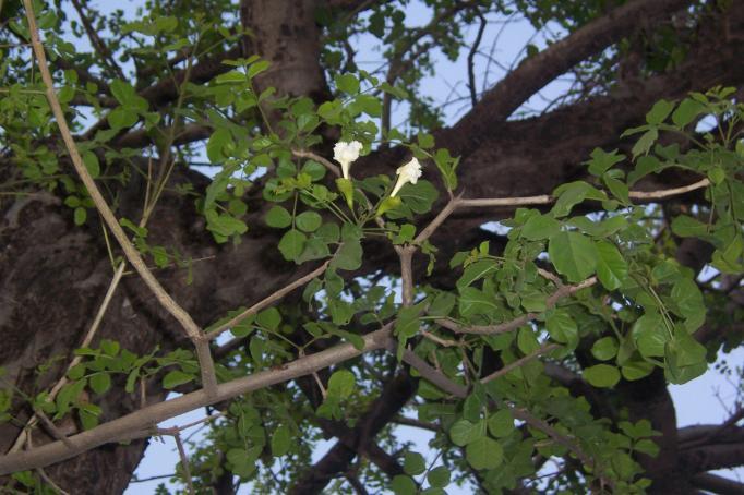 Dolichandrone falcata Wallich ex DC. Family-Bignoniaceae Hindi name- Mersingi English name- Location-VIP Road, Bhopal Distribution- Throughout India, Burma, Malaya.
