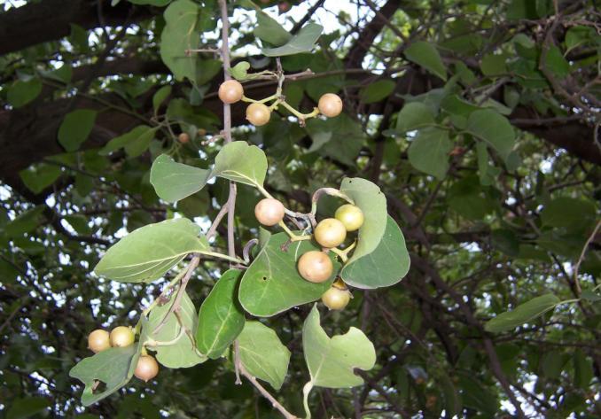 Ehertia laevis Roxb. Family Boraginaceae Hindi name- Datrangi, Chamror Location- Common in Bhopal, Raisen & Vidisha.