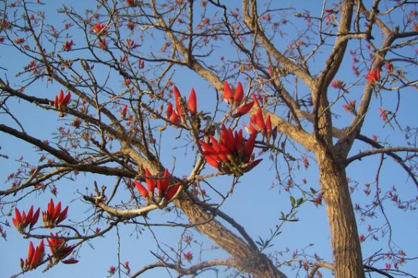 Erythrina indica ( Lam.) Family Fabaceae Hindi name-rakta madar English name-the Indian coral Tree Location Distribution - Sea- coast of India ; Java, Polynesia.