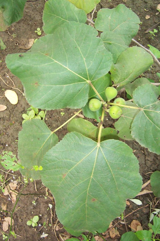 Ficus carica Family Moraceae Hindi name-anjir English name -Fig Location - common Distribution- Native of Mediterranean region. Largely grown in N.W. India, Afghanistan, Baluchistan and in S. Europe.